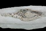 Large, Actinocrinites Crinoid With Starfish - Crawfordsville, Indiana #87984-2